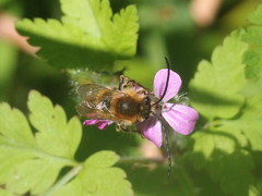 Eucera longicornis