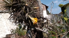 Tillandsia ixioides