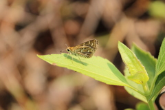 Taractrocera maevius