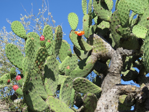 Woollyjoint Pricklypear