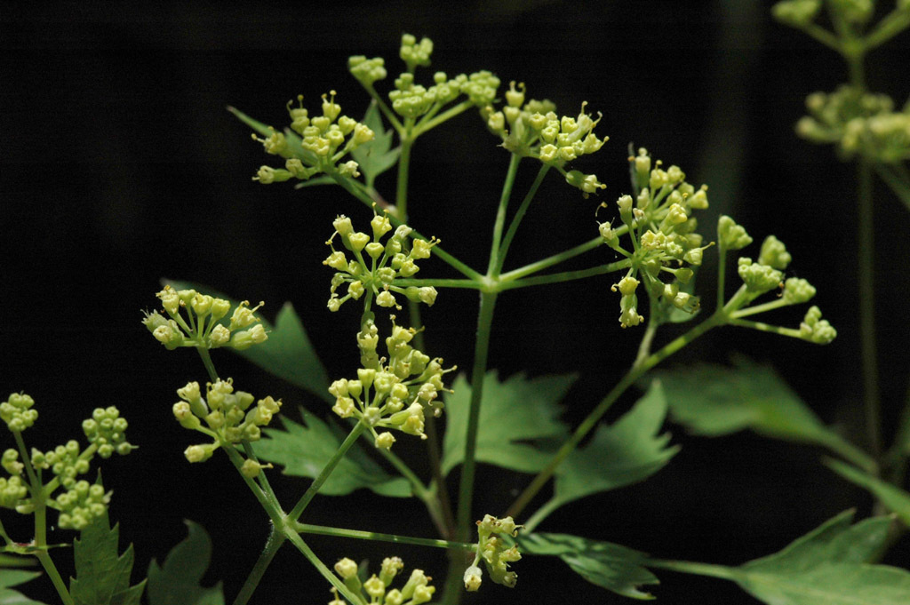Chapman's meadow-parsnip