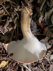 Polyporus radicatus