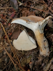 Polyporus radicatus
