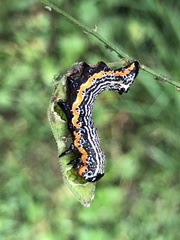 Pyrrhia