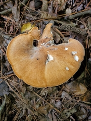 Polyporus radicatus