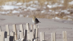Passerculus sandwichensis princeps