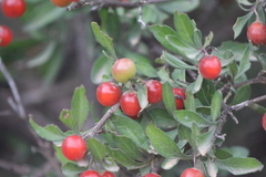 Citharexylum racemosum