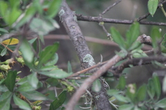 Citharexylum racemosum