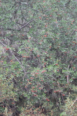 Citharexylum racemosum