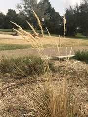 Calamagrostis × acutiflora