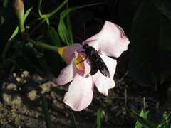 Pygodasis ephippium ephippium