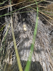 Sylvilagus andinus