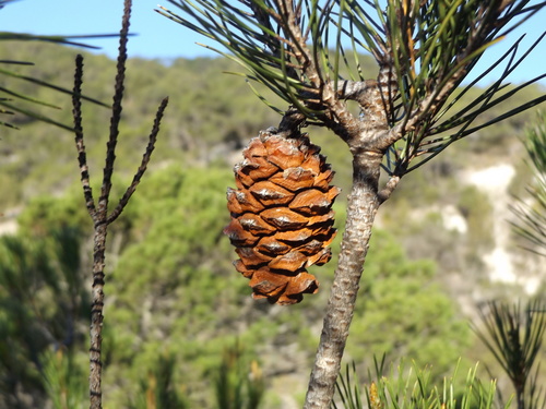 Image of Pinus nelsonii by (c) Dante S. Figueroa, some rights reserved (CC BY-SA)