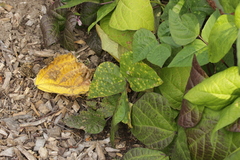 Uromyces appendiculatus