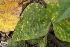 Uromyces appendiculatus