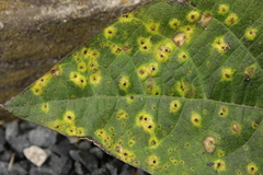 Uromyces appendiculatus