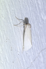 Agylla nivea