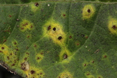 Uromyces appendiculatus