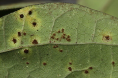 Uromyces appendiculatus