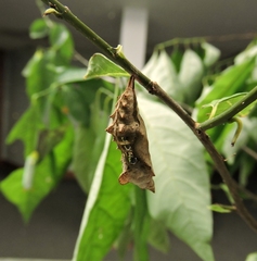 Polygonia interrogationis