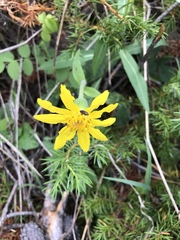 Arnica fulgens