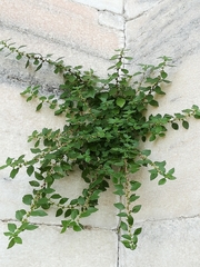 Parietaria judaica