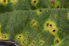 Uromyces appendiculatus