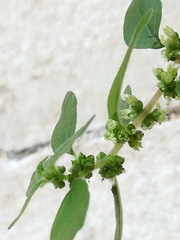 Parietaria judaica