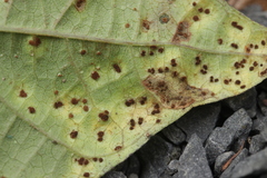 Uromyces appendiculatus