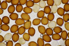 Uromyces appendiculatus