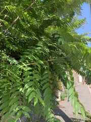 Ailanthus altissima