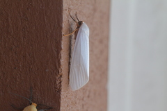 Image of Agylla subochracea