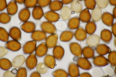 Uromyces appendiculatus