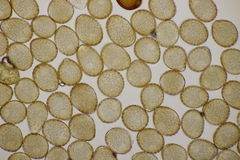 Uromyces appendiculatus