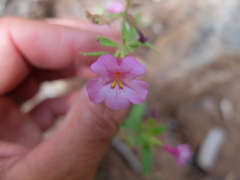 Diplacus torreyi