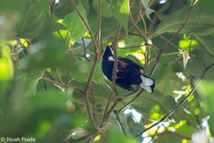 Entomodestes leucotis