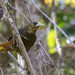 Dusky-green Oropendola - Photo (c) Noah Frade, some rights reserved (CC BY-NC-ND), uploaded by Noah Frade