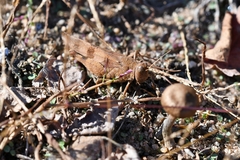 Oedipoda caerulescens