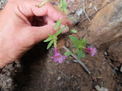 Diplacus torreyi