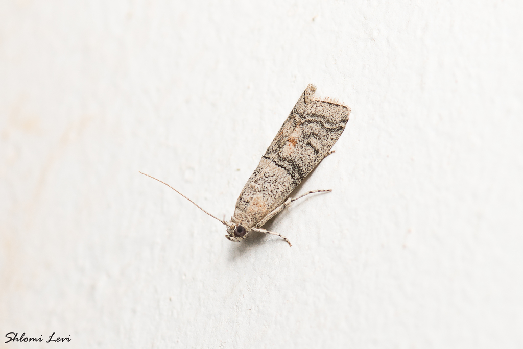 Acrobasis romanella