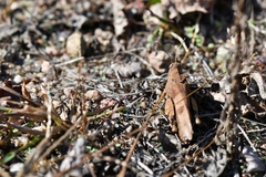 Oedipoda caerulescens