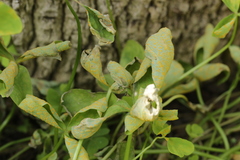 Puccinia oxalidis