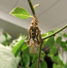 Polygonia interrogationis