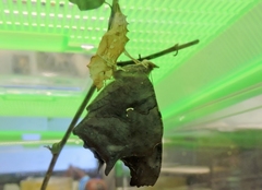 Polygonia interrogationis