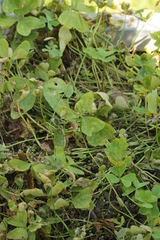 Puccinia oxalidis