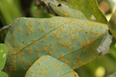 Puccinia oxalidis