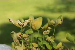 Puccinia oxalidis