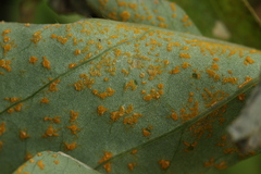 Puccinia oxalidis