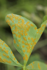 Puccinia oxalidis