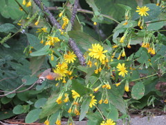 Macroglossum stellatarum
